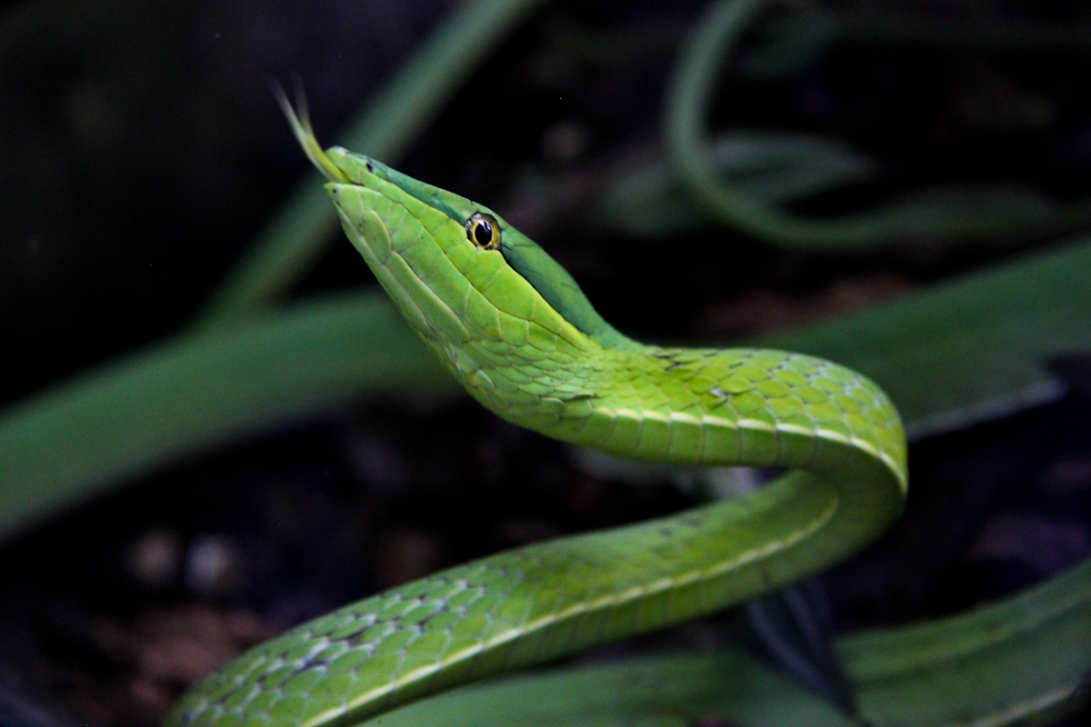 costa-rica-4244