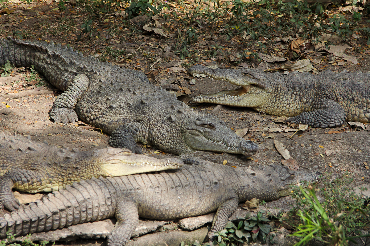 costa-rica-4260