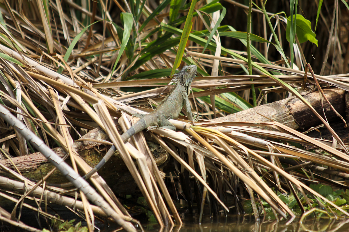 costa-rica-4325