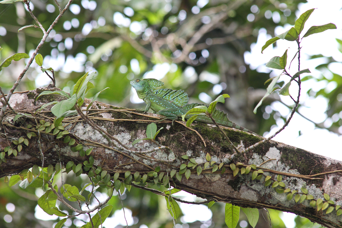 costa-rica-4341