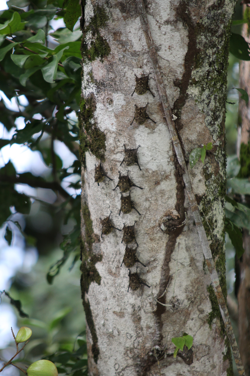 costa-rica-4359