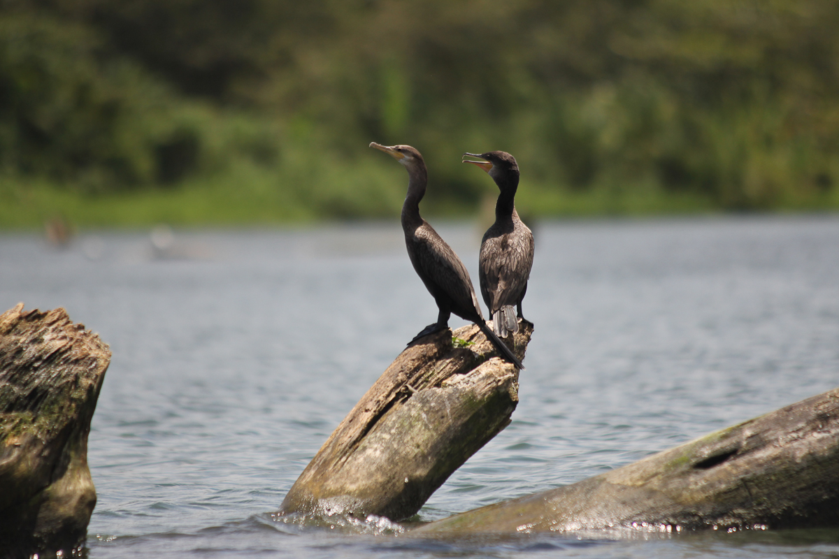 costa-rica-4393