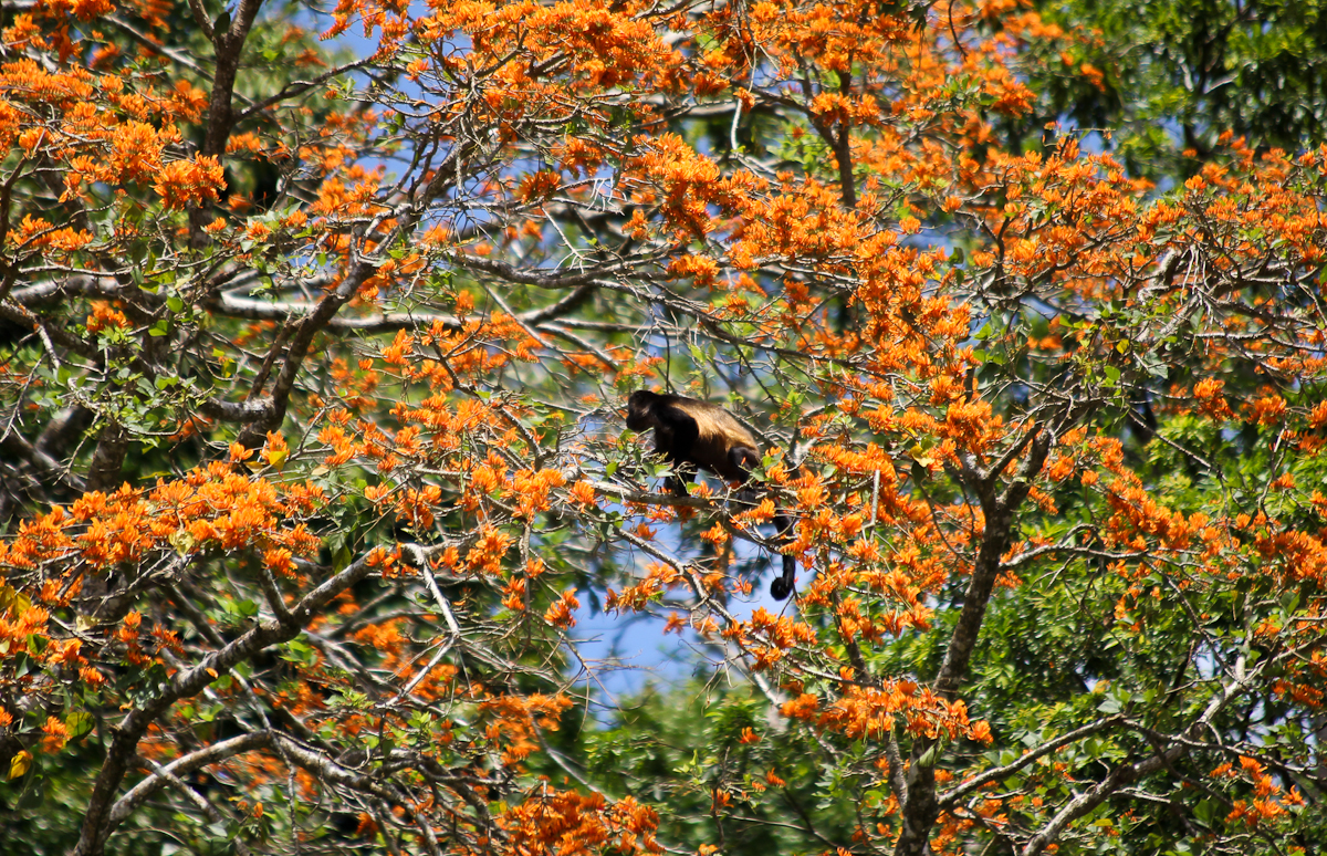 costa-rica-4402