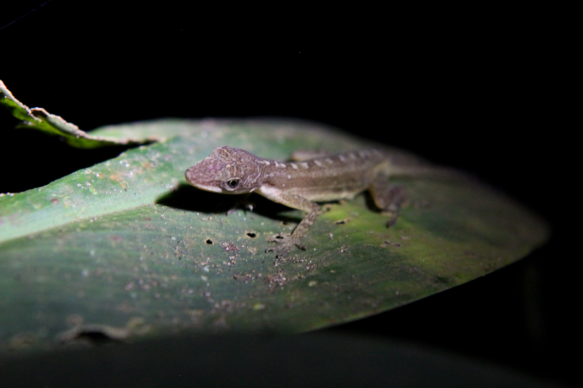 costa-rica-4495