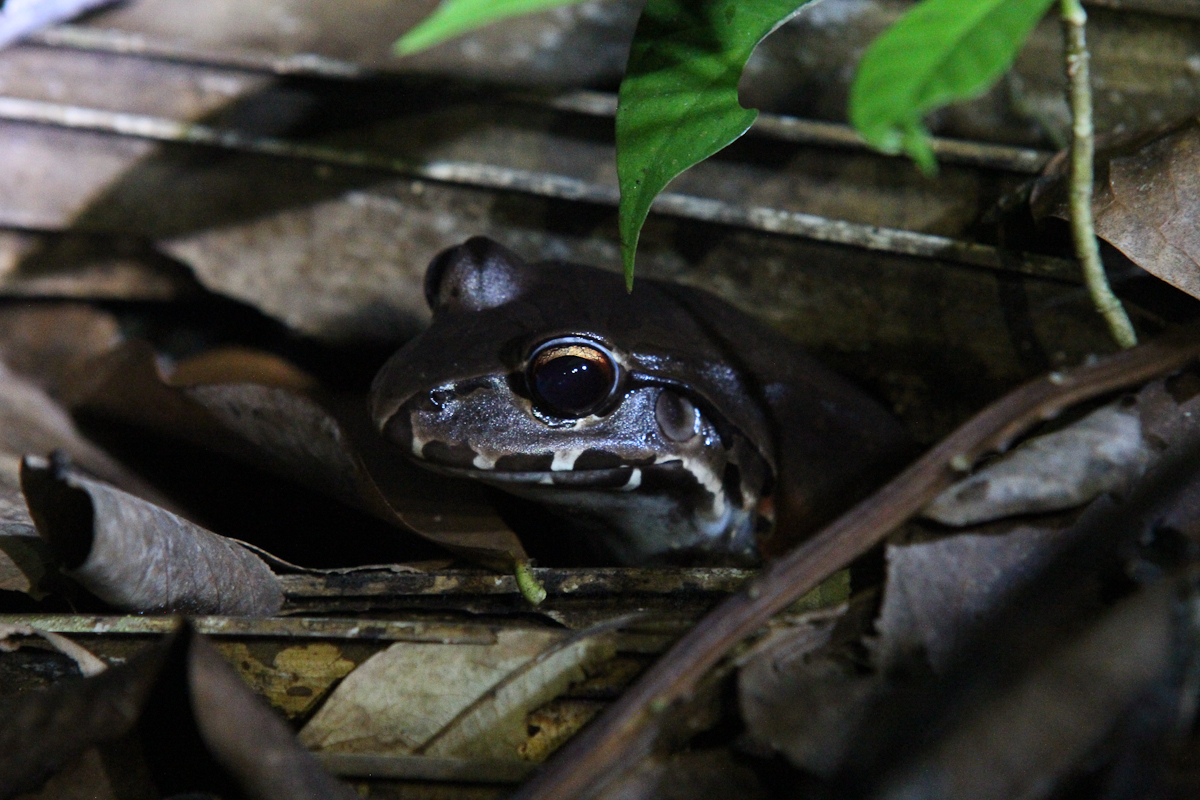 costa-rica-4523