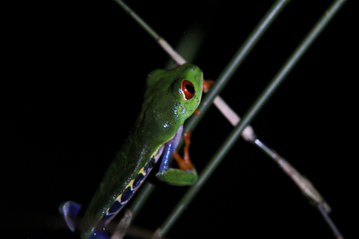 costa-rica-4598