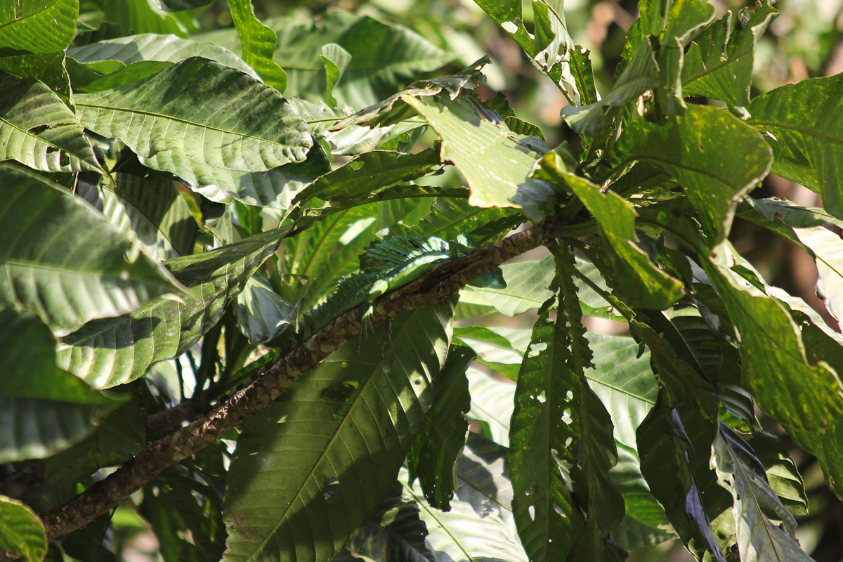 costa-rica-4673