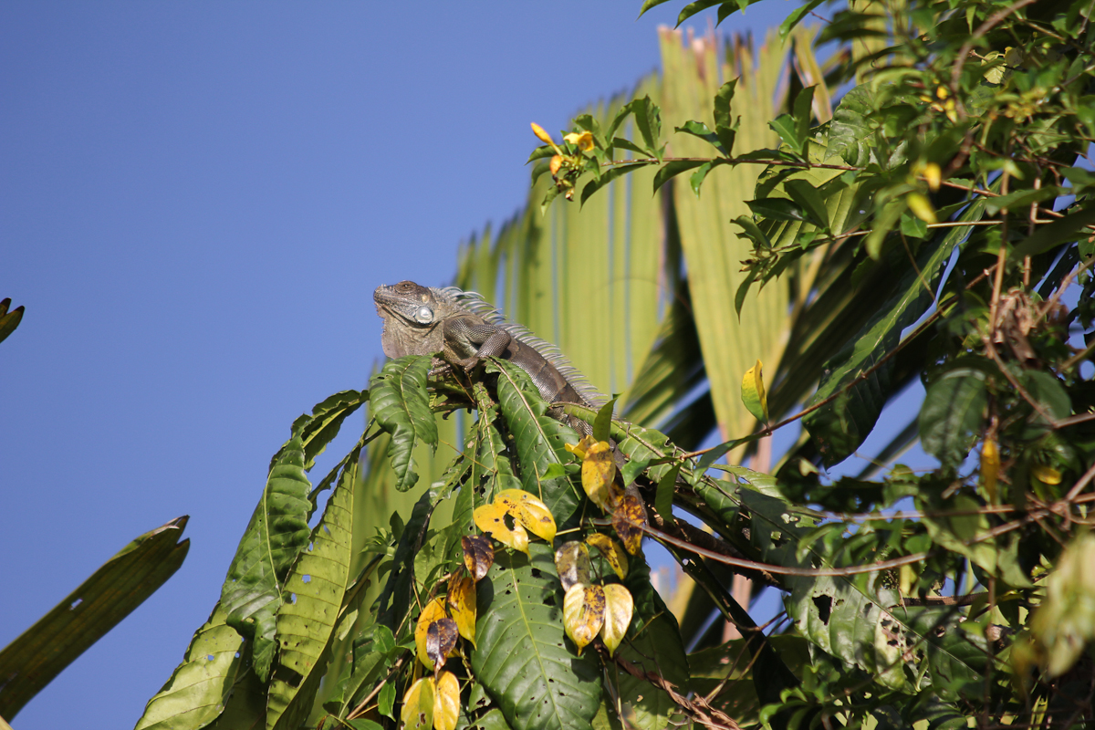 costa-rica-4681
