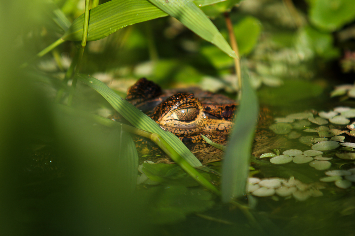 costa-rica-4691