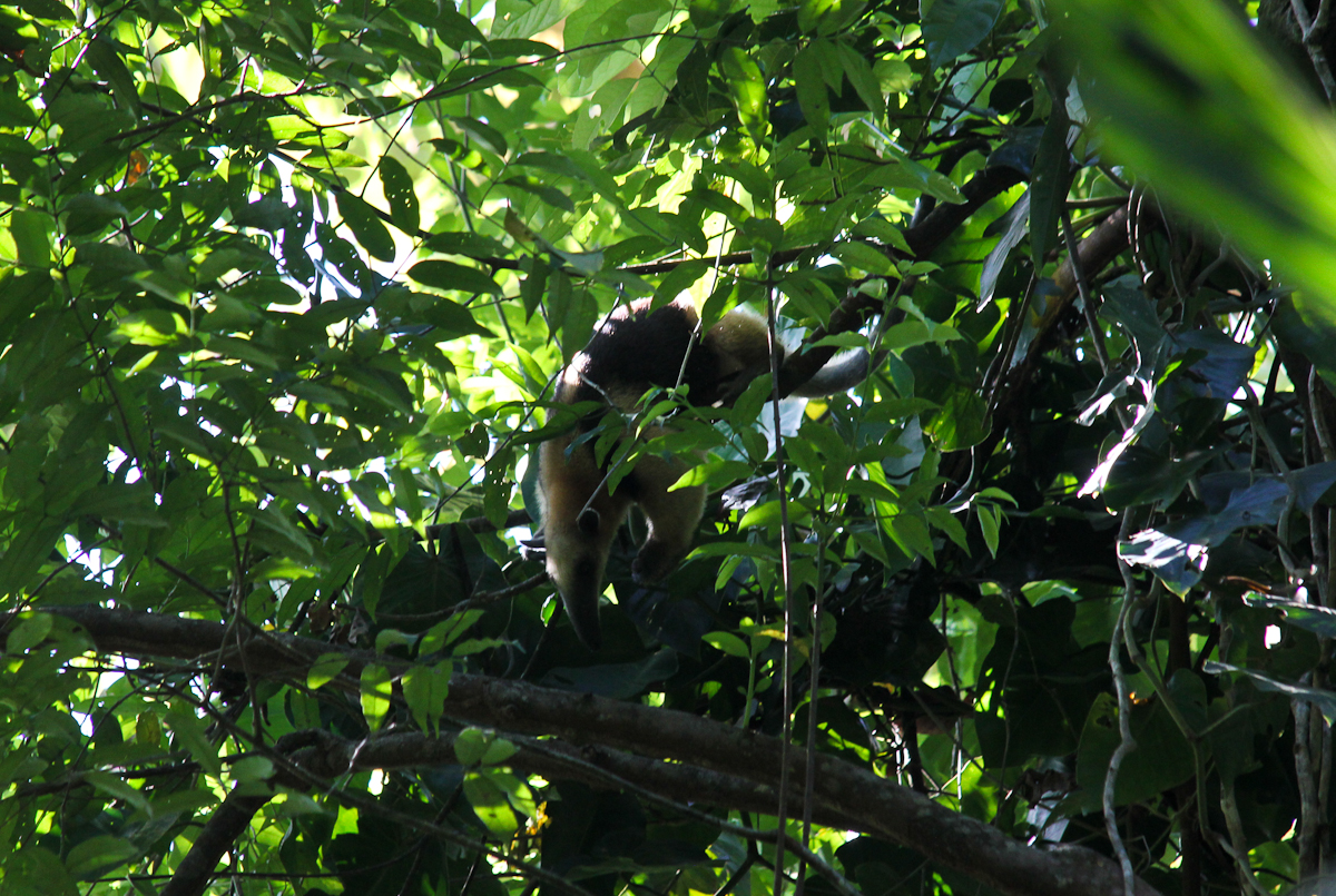 costa-rica-4774