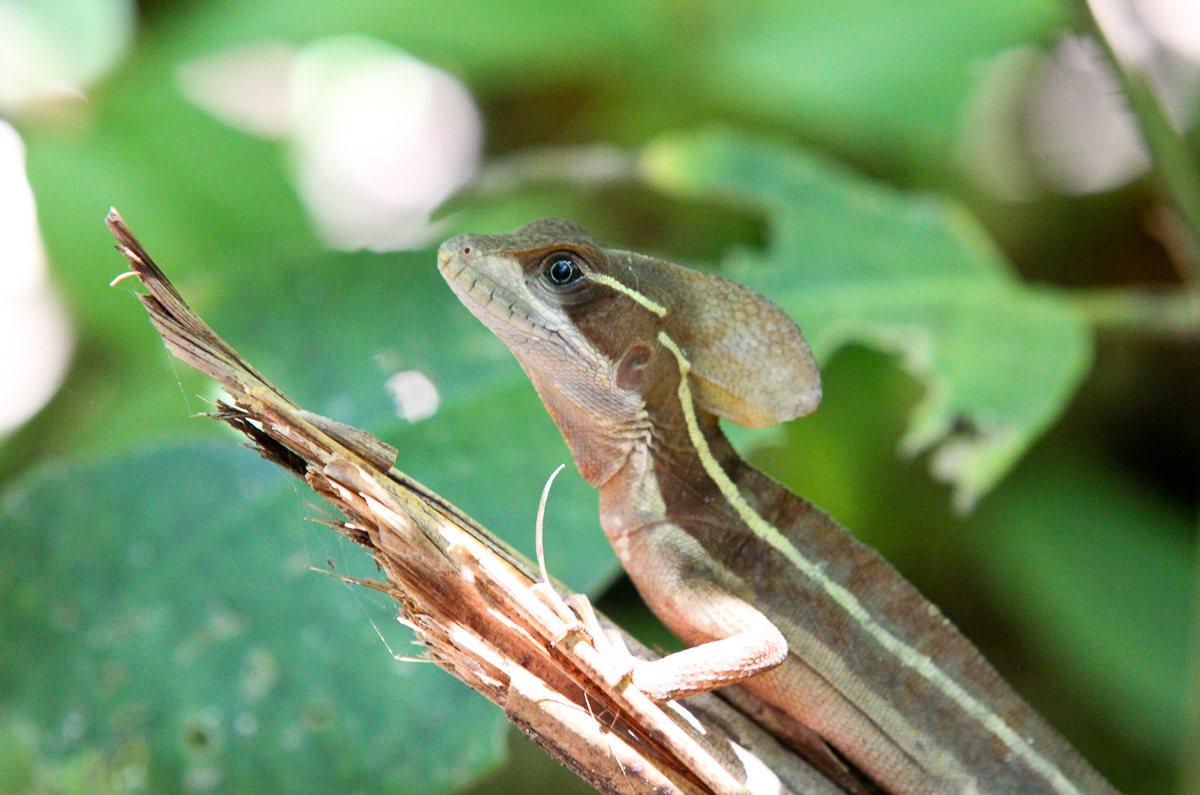 costa-rica-4823