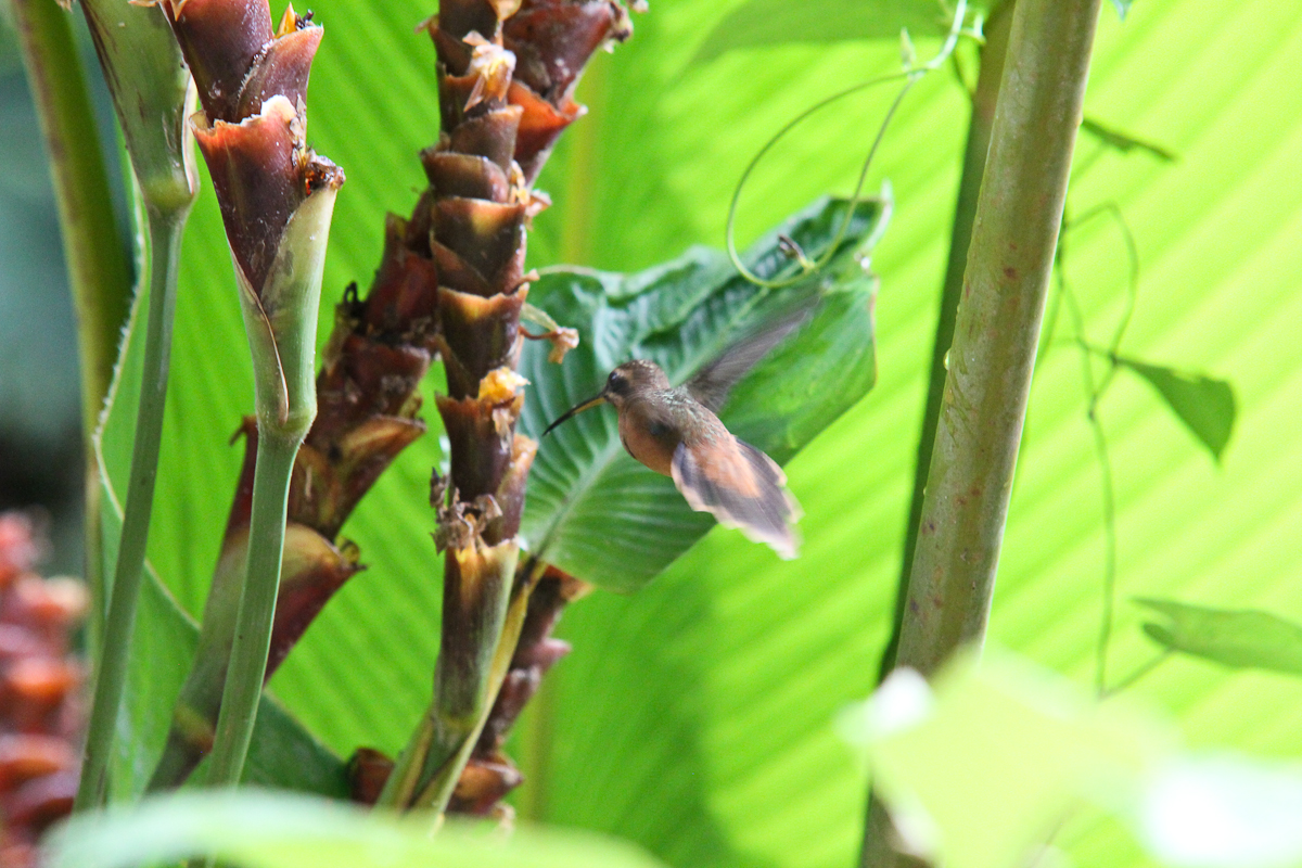costa-rica-4873