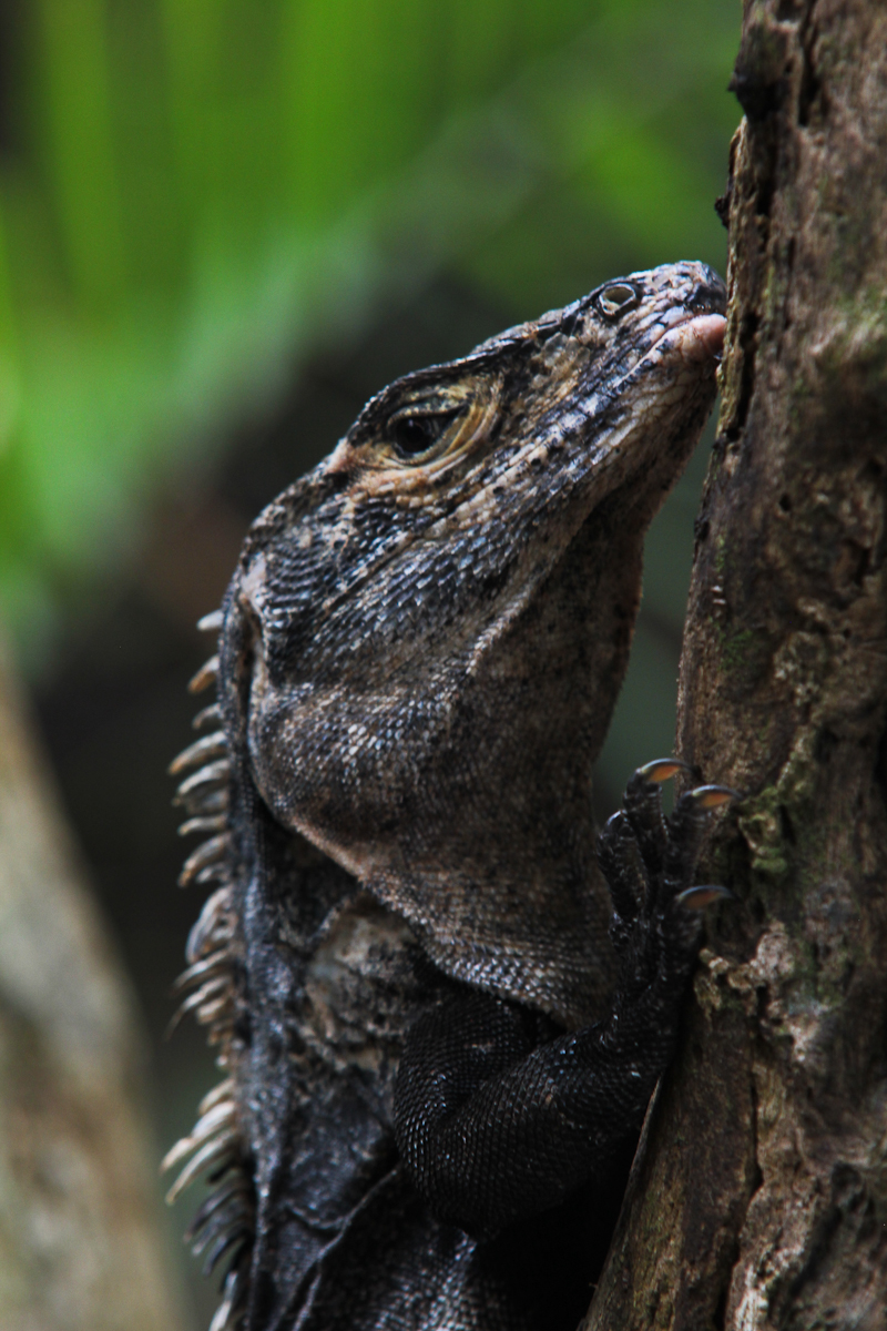 costa-rica-4891