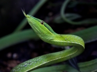 costa-rica-4244