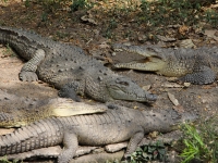 costa-rica-4260