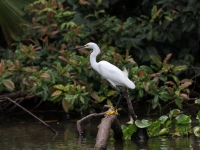 costa-rica-4304