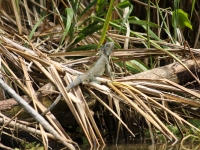 costa-rica-4325