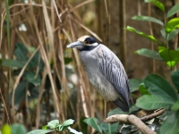 costa-rica-4333