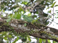 costa-rica-4341