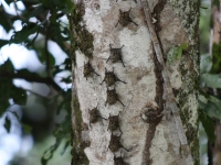 costa-rica-4359