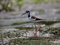 costa-rica-4413