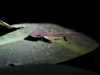 costa-rica-4495