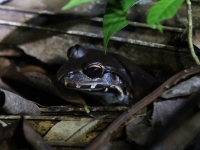 costa-rica-4523