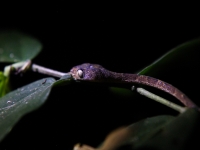 costa-rica-4623