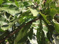 costa-rica-4673