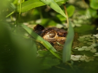 costa-rica-4691