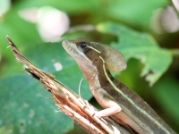 costa-rica-4823