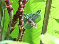 costa-rica-4873