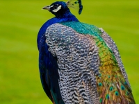 scone-palace-ecosse-2016--30