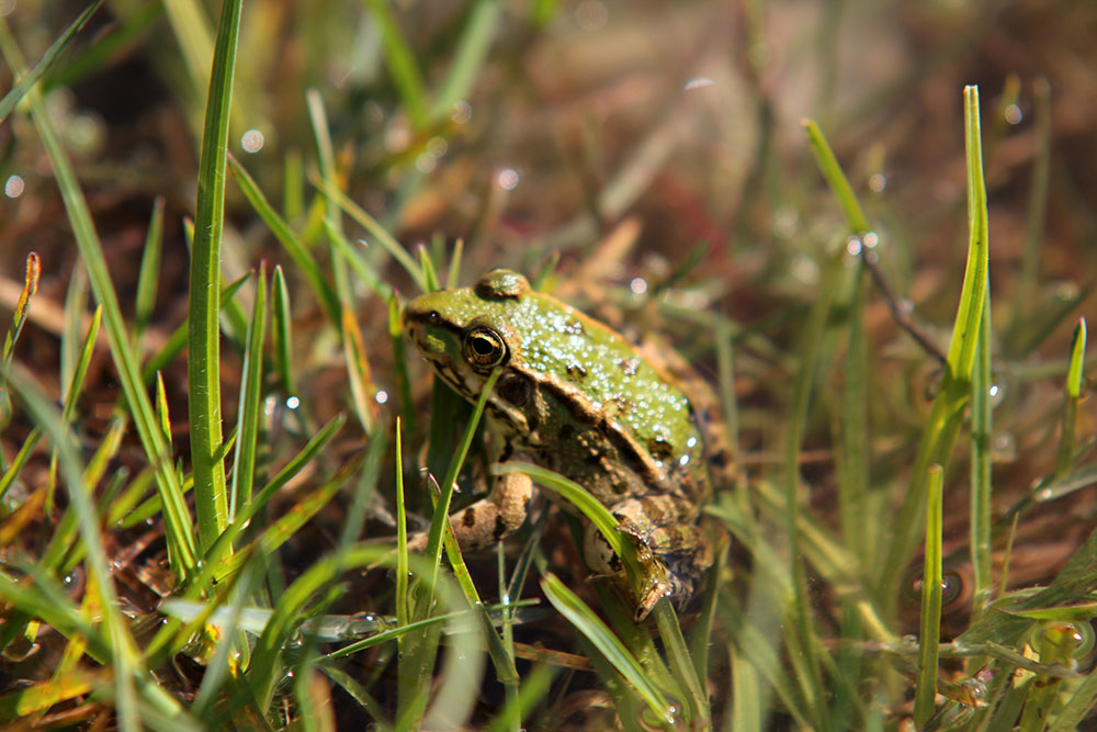 mavrovo-frog-03