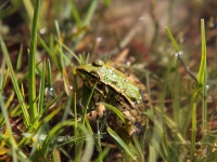 mavrovo-frog-03